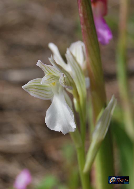 orchis  papilionacea albina.JPG